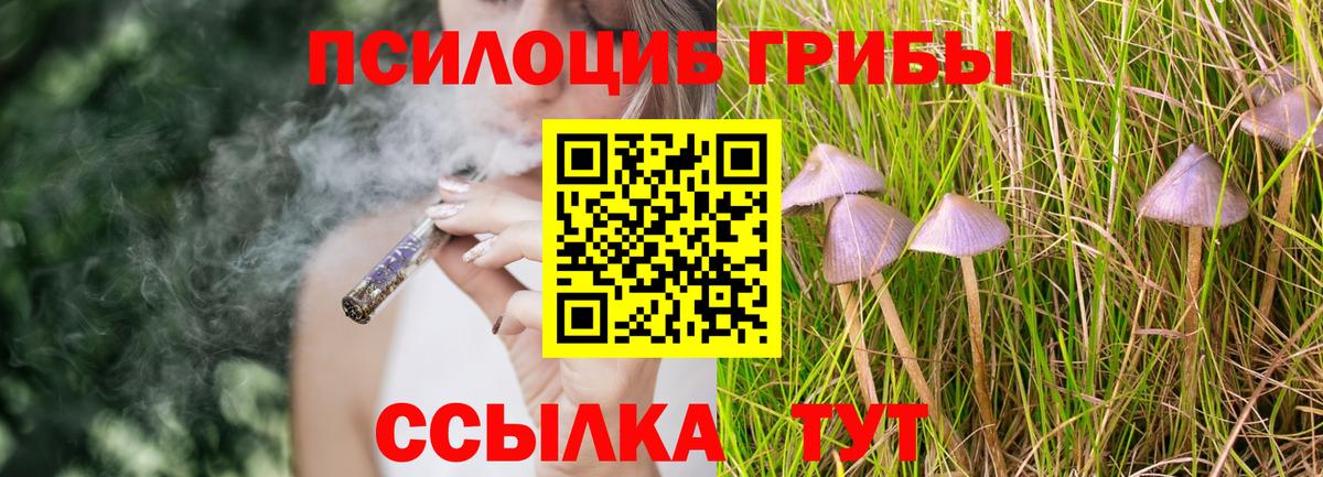 Галлюциногенные грибы Psilocybine cubensis Сыктывкар